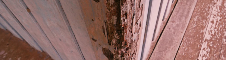 dégâts termites bois creusé